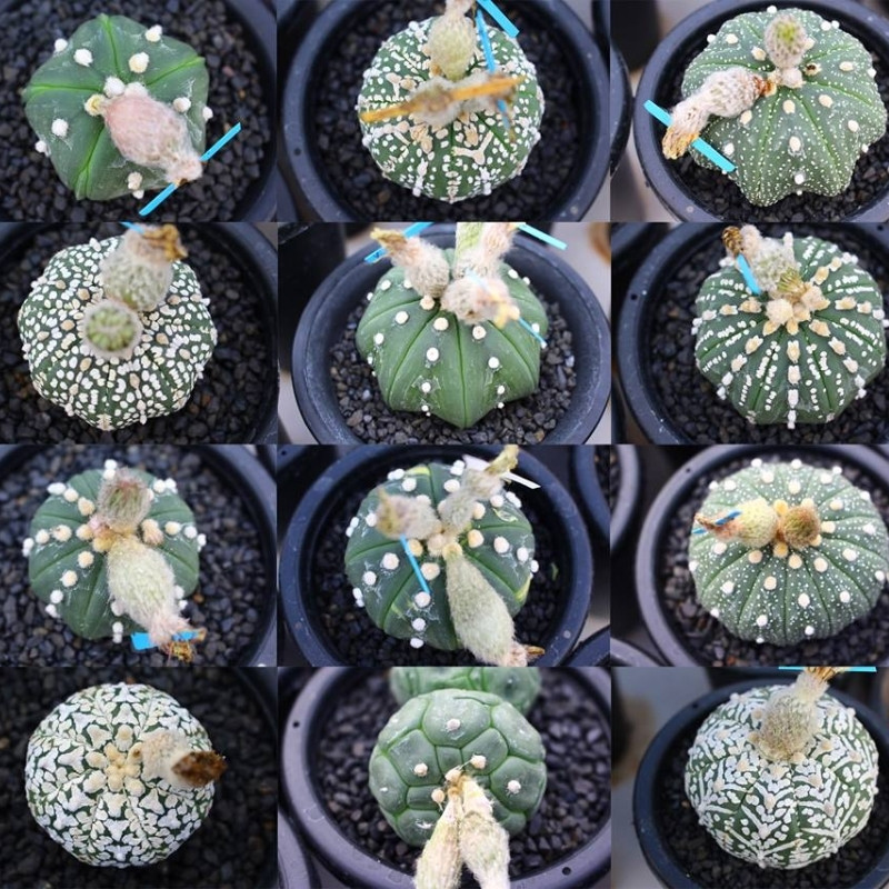 Cactus Astrophytum Mix seeds - 10