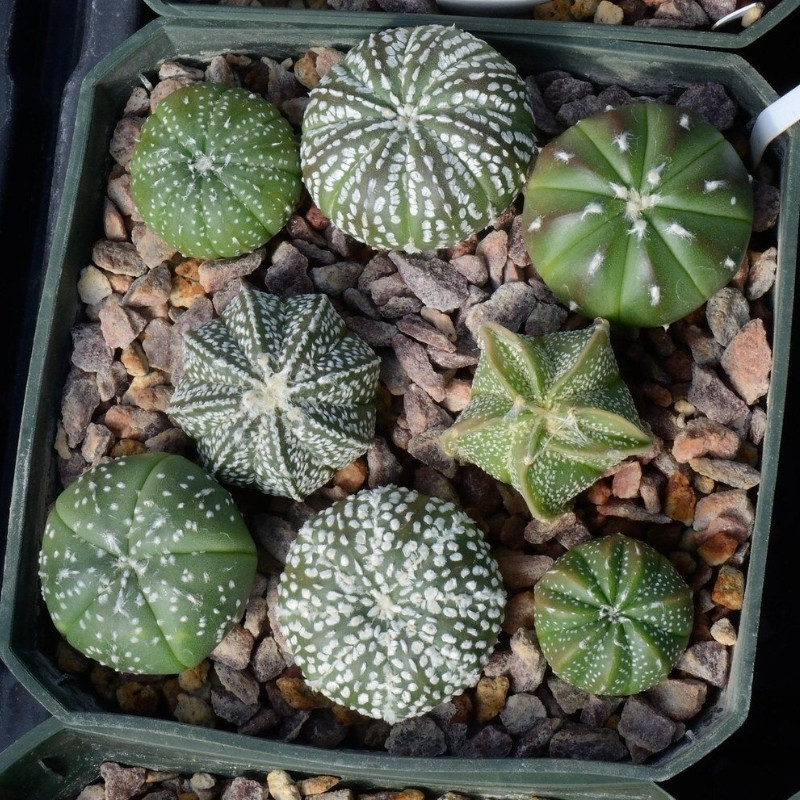 Cactus Astrophytum Mix seeds - 10