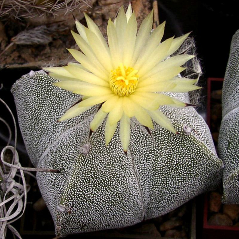 Cactus Astrophytum Mix seeds - 10