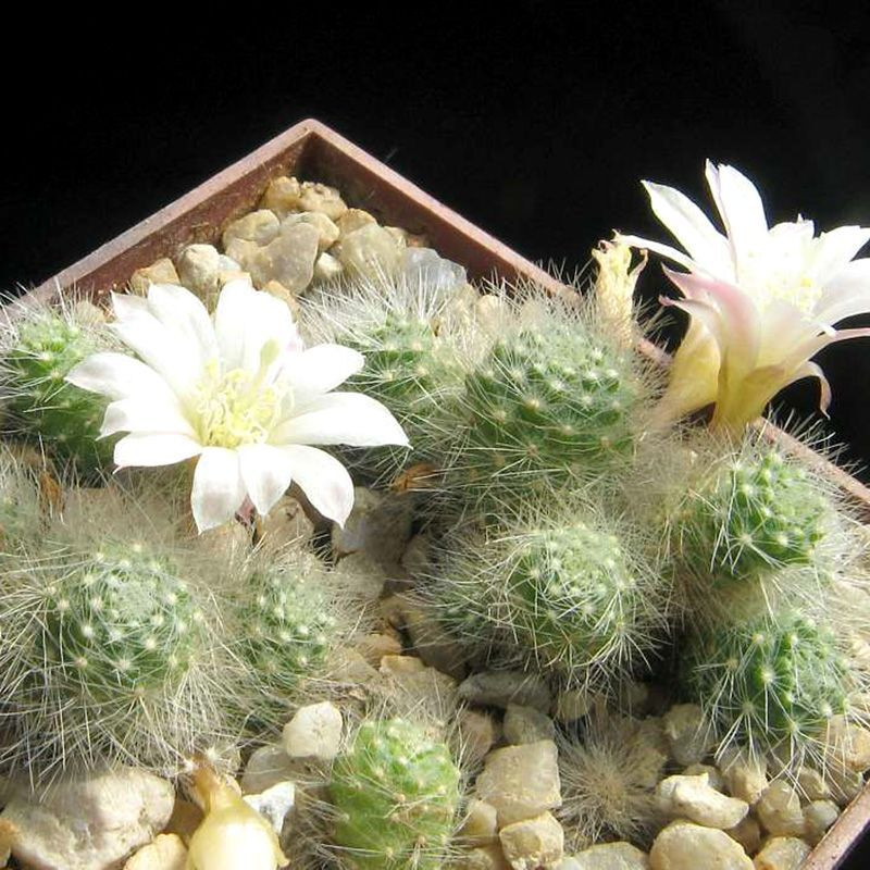Cactus Aylostera Mix seeds - 10