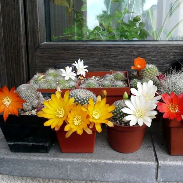 Cactus Aylostera Mix seeds - 10