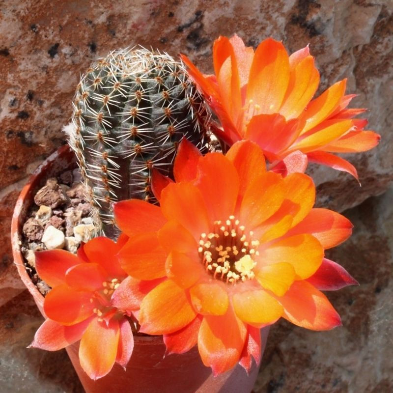 Cactus Aylostera Mix seeds - 10