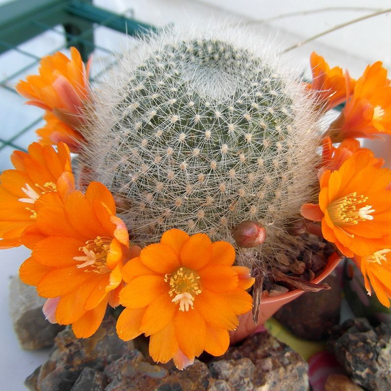 Cactus Aylostera Mix seeds - 10