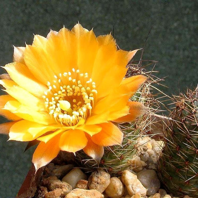 Cactus Aylostera Mix seeds - 10
