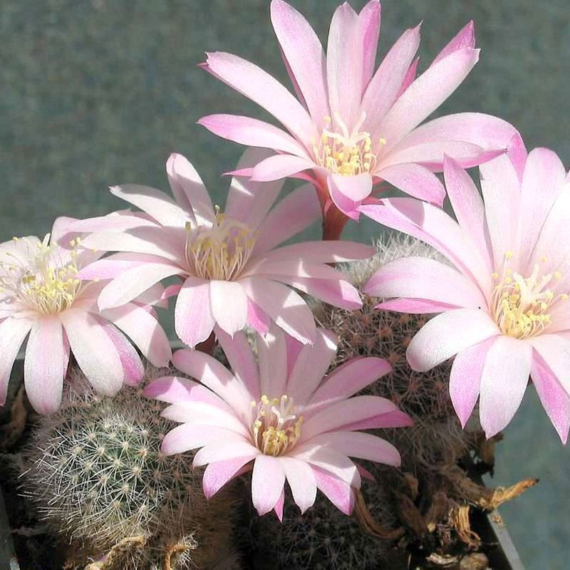 Cactus Aylostera Mix seeds - 10