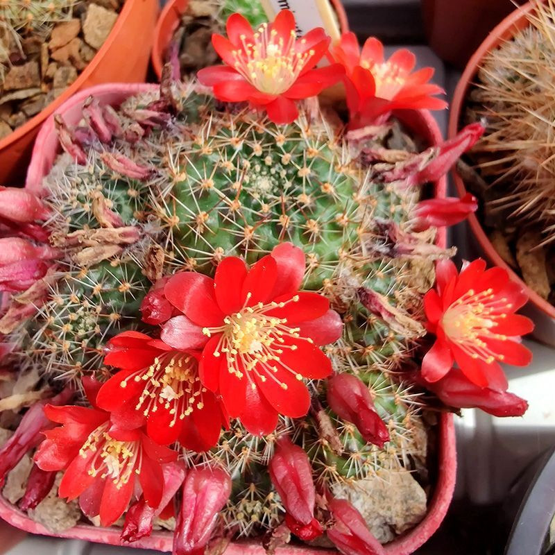 Cactus Aylostera Mix seeds - 10