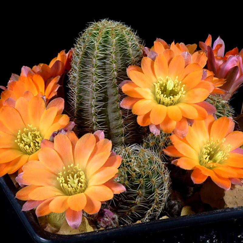 Cactus Aylostera Mix seeds - 10