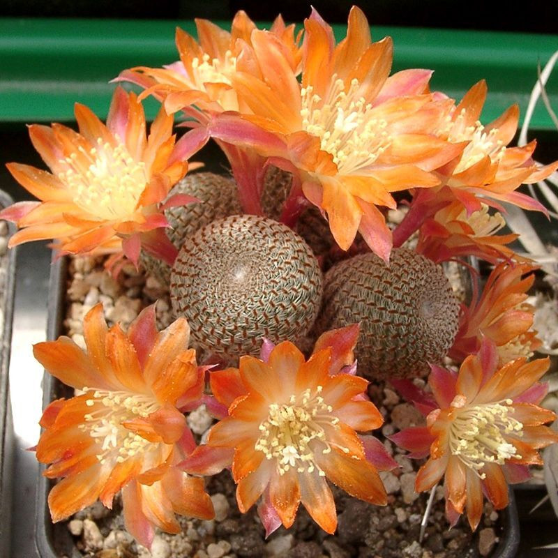 Cactus Aylostera Mix seeds - 10