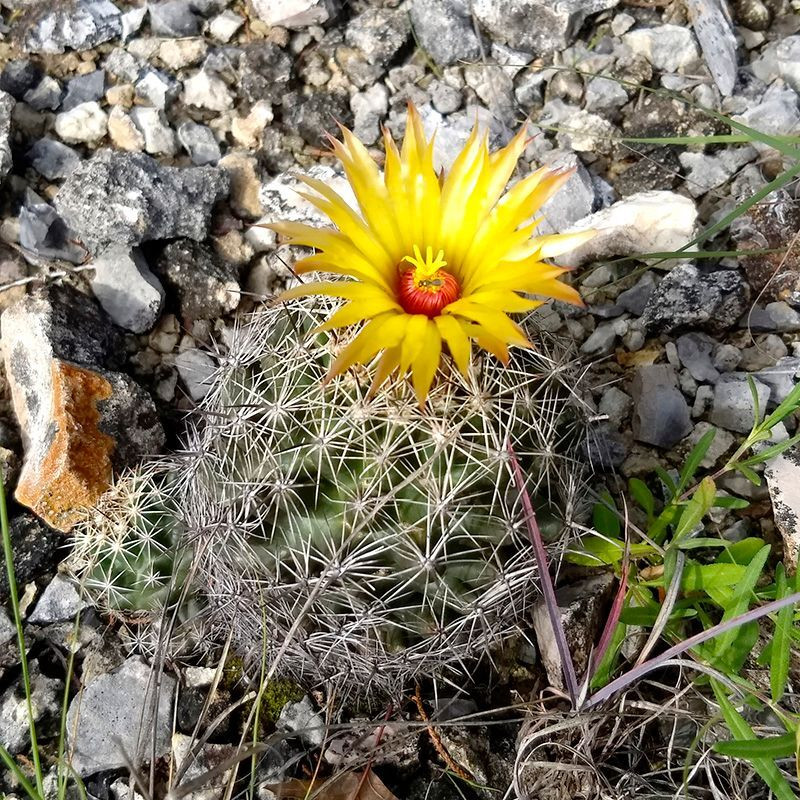 Cactus Coryphantha Mix seeds - 10