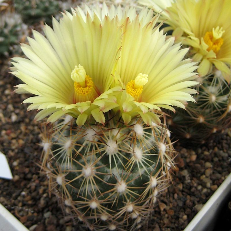 Cactus Coryphantha Mix seeds - 10