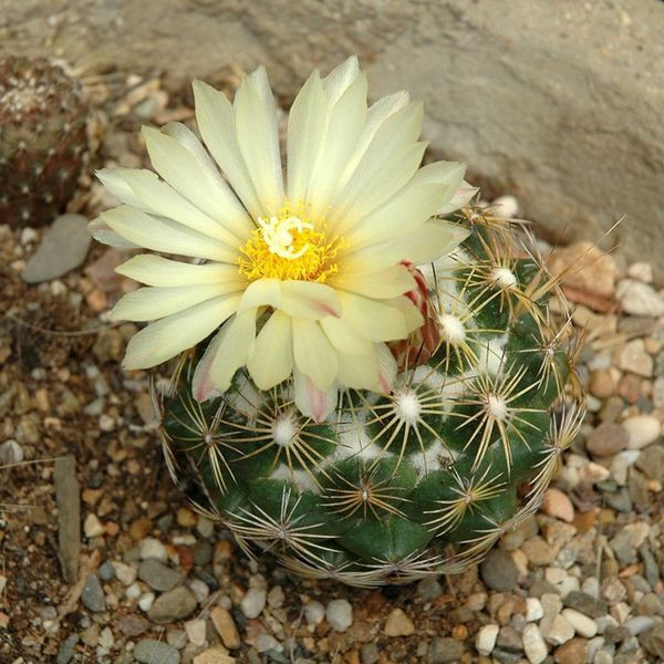 Cactus Coryphantha Mix seeds - 10
