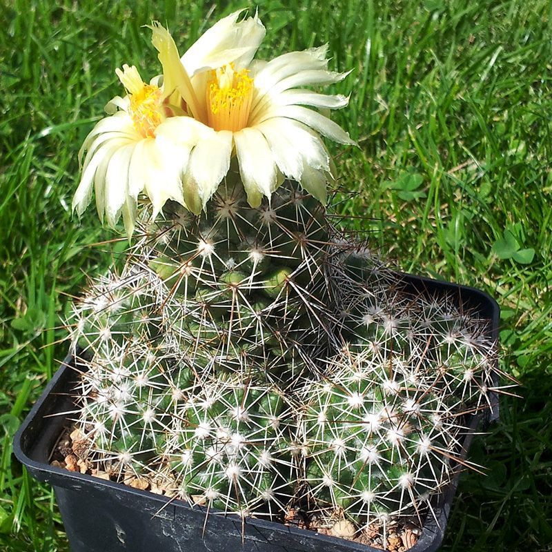 Cactus Coryphantha Mix seeds - 10