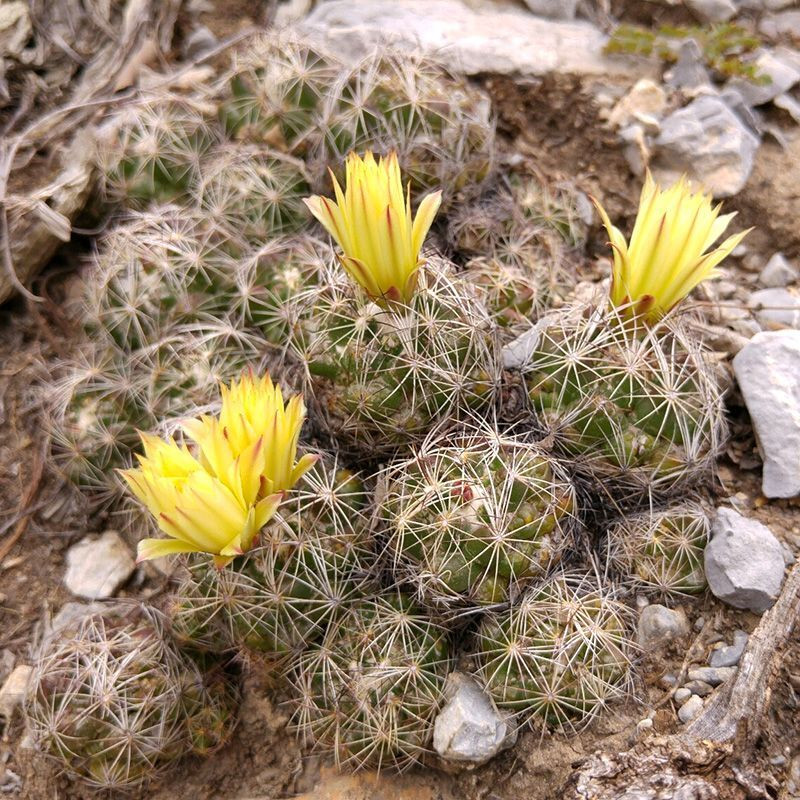 Cactus Coryphantha Mix seeds - 10