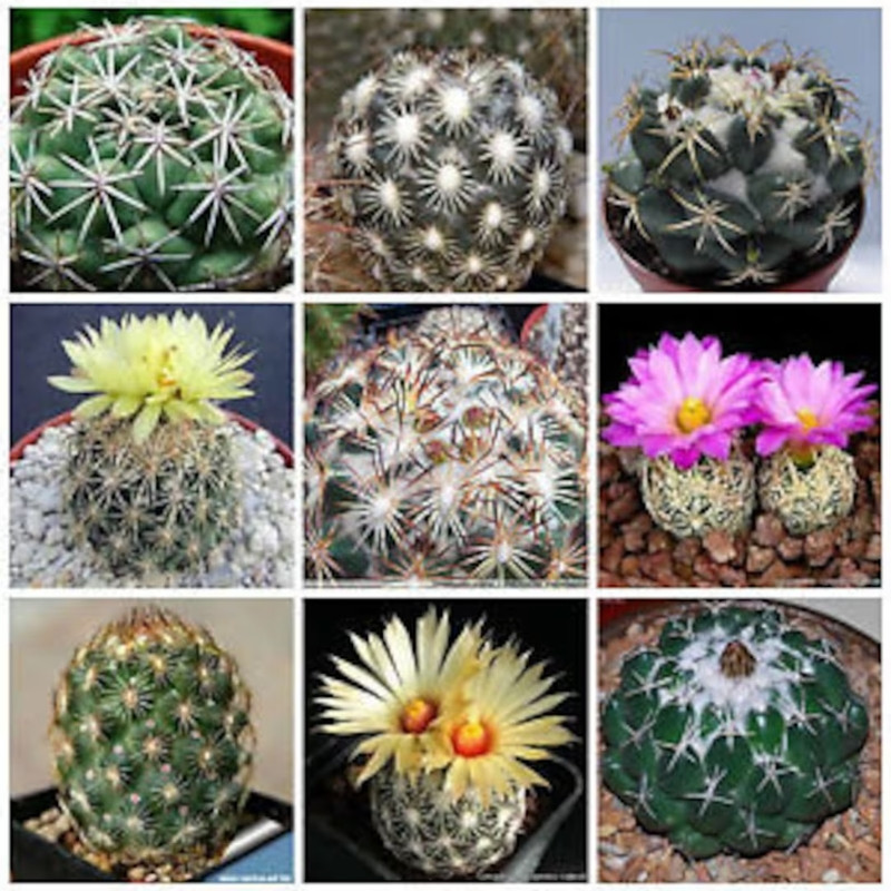 Cactus Coryphantha Mix seeds - 10