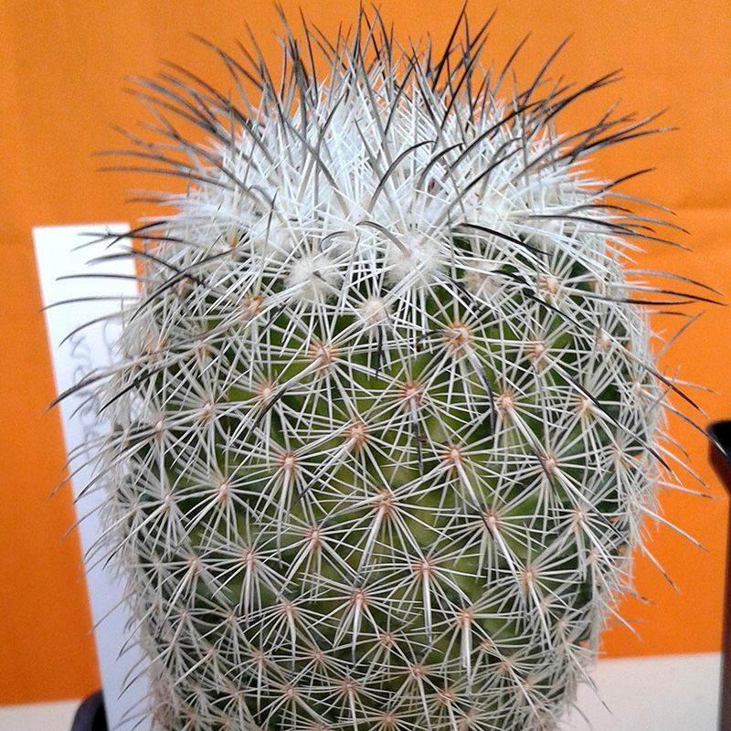 Cactus Coryphantha Mix seeds - 10