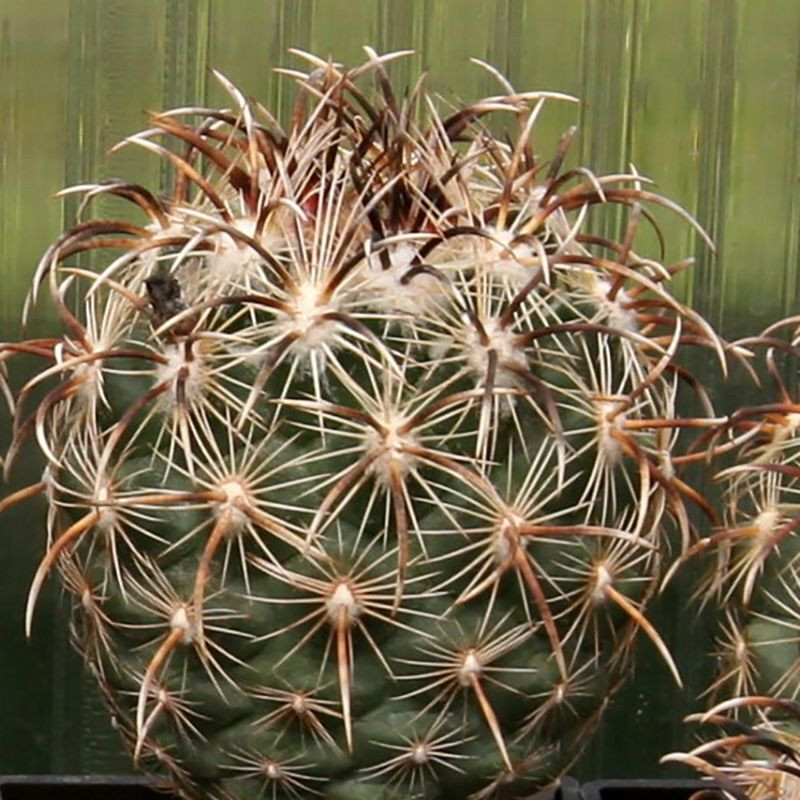 Cactus Coryphantha Mix seeds - 10