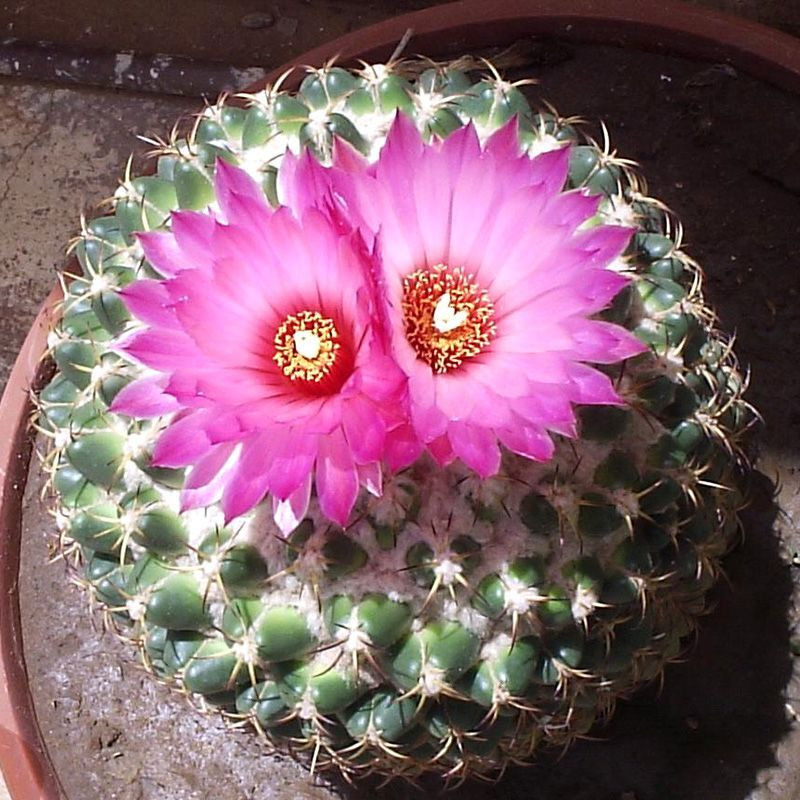 Cactus Coryphantha Mix seeds - 10