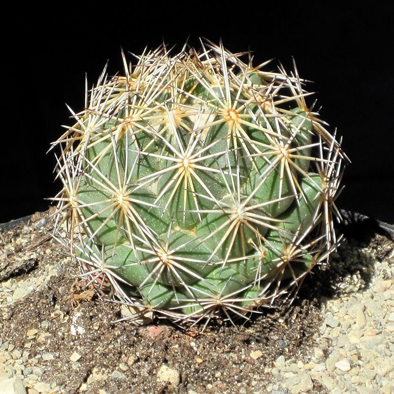 Cactus Coryphantha Mix seeds - 10