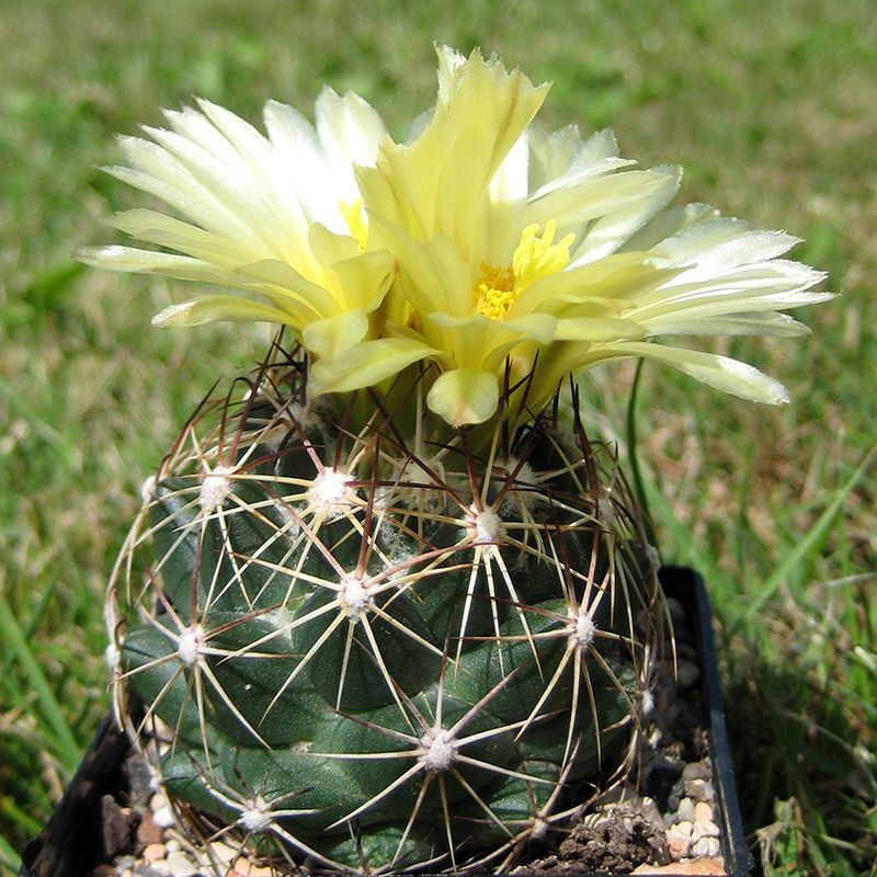Cactus Coryphantha Mix seeds - 10
