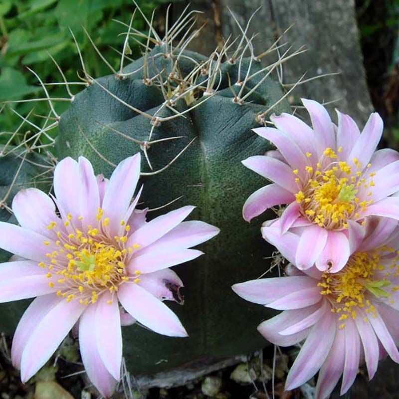 Cactus Echinocereus Mix seeds - 10