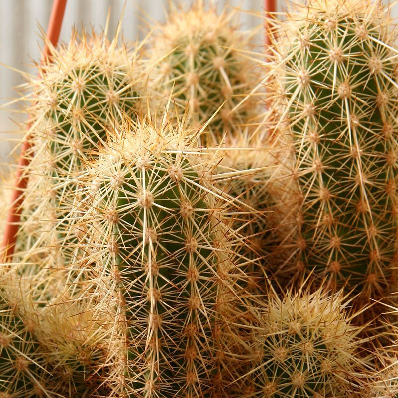 Cactus Echinocereus Mix seeds - 10