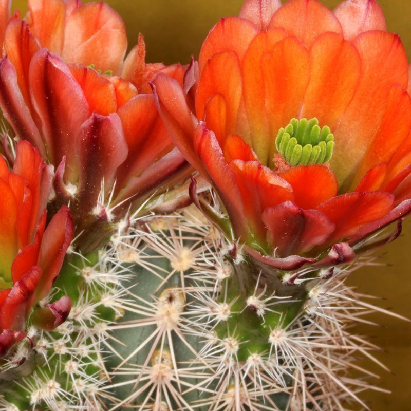 Cactus Echinocereus Mix seeds - 10