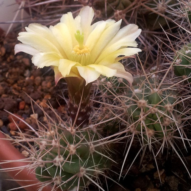 Cactus Echinocereus Mix seeds - 10