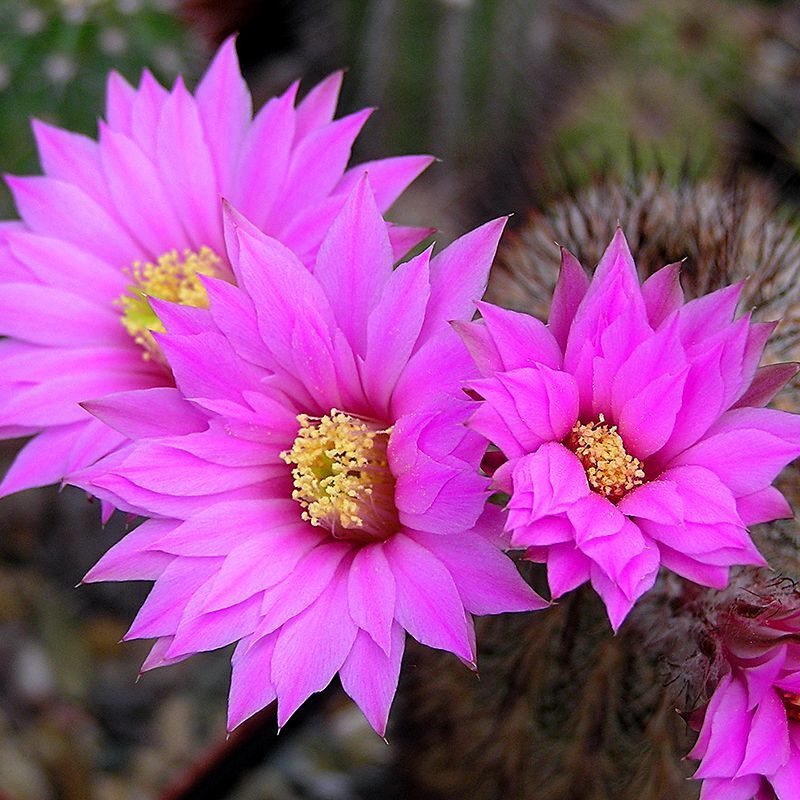 Cactus Echinocereus Mix seeds - 10