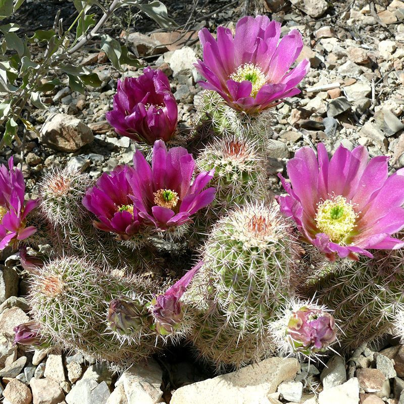 Cactus Echinocereus Mix seeds - 10
