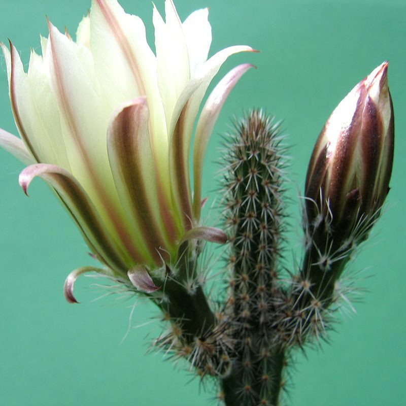 Cactus Echinocereus Mix seeds - 10
