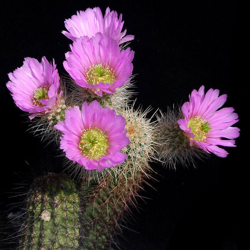 Cactus Echinocereus Mix seeds - 10