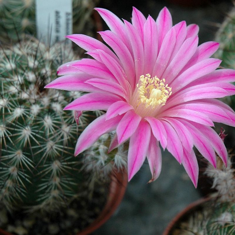 Cactus Echinocereus Mix seeds - 10