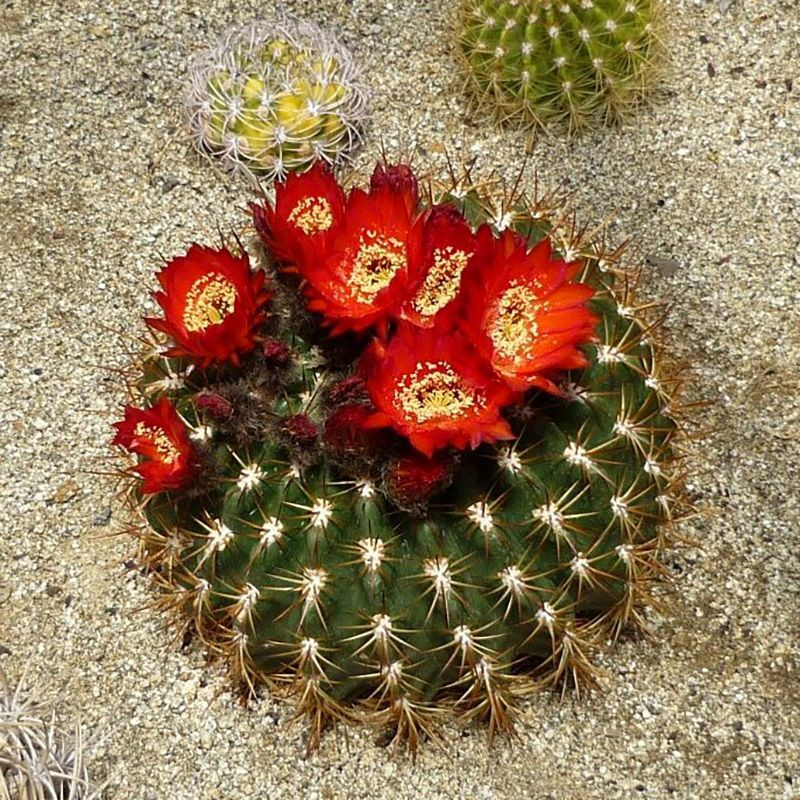 Cactus Echinopsis Mix seeds - 10