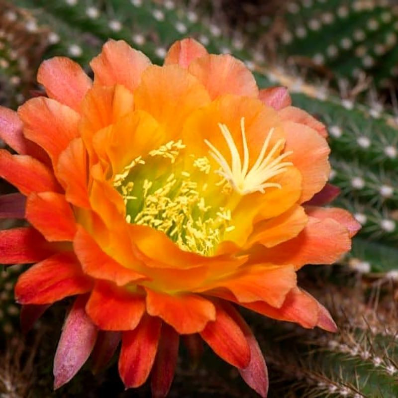 Cactus Echinopsis Mix seeds - 10