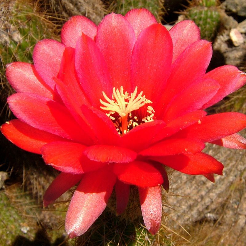 Cactus Echinopsis Mix seeds - 10