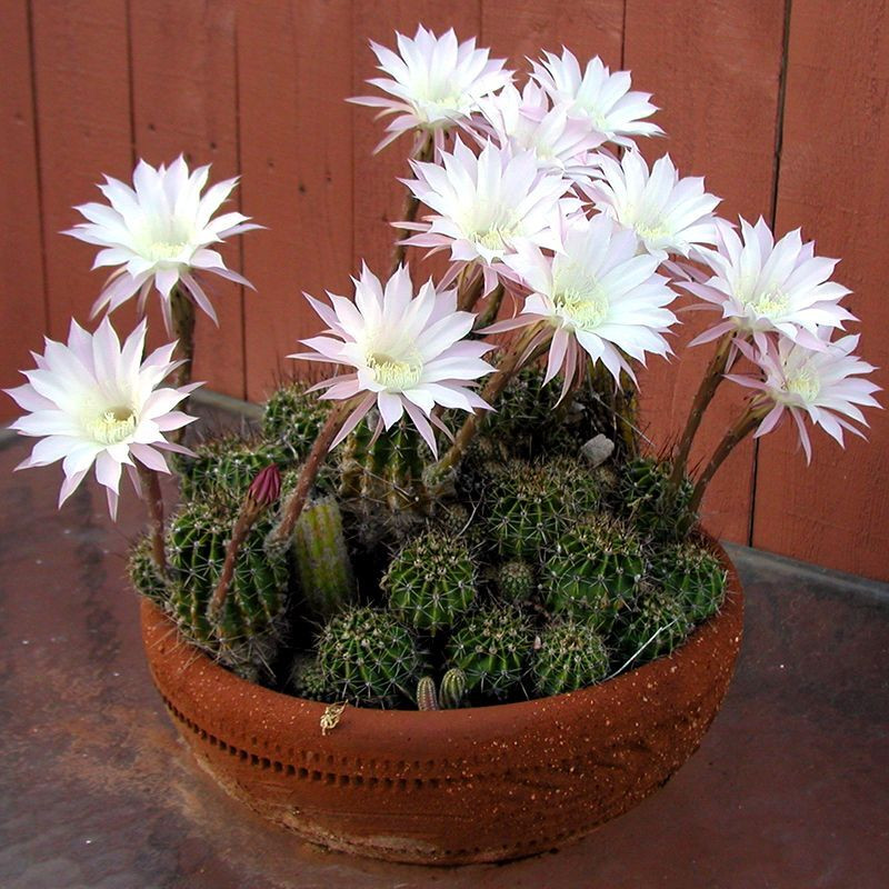 Cactus Echinopsis Mix seeds - 10