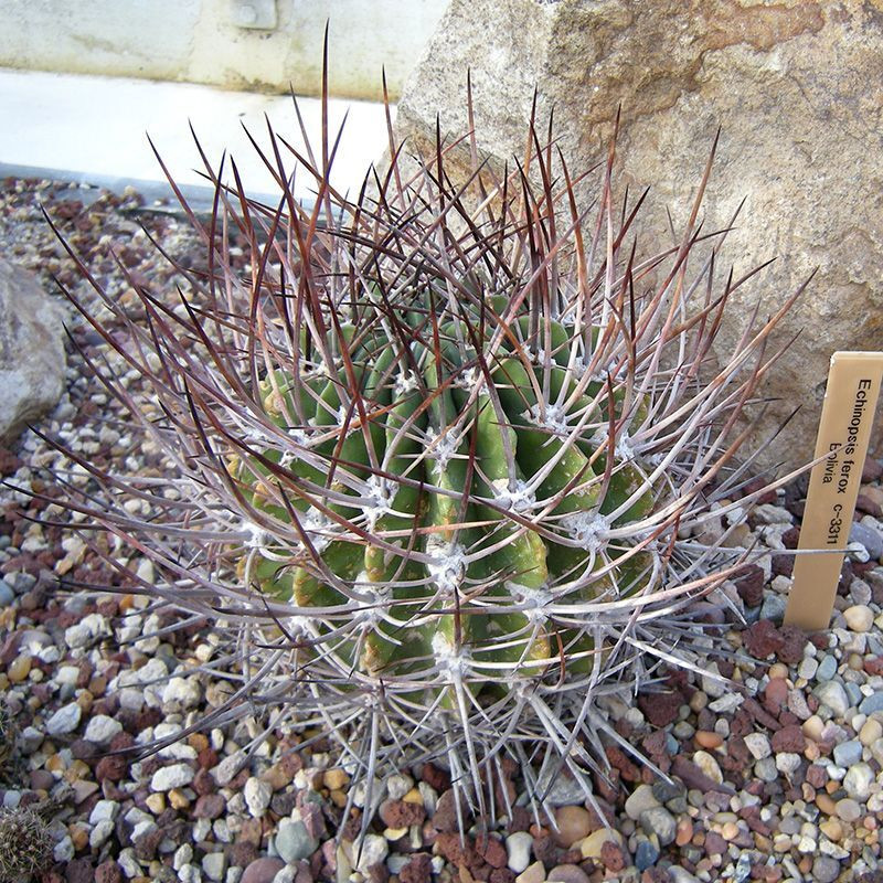 Cactus Echinopsis Mix seeds - 10