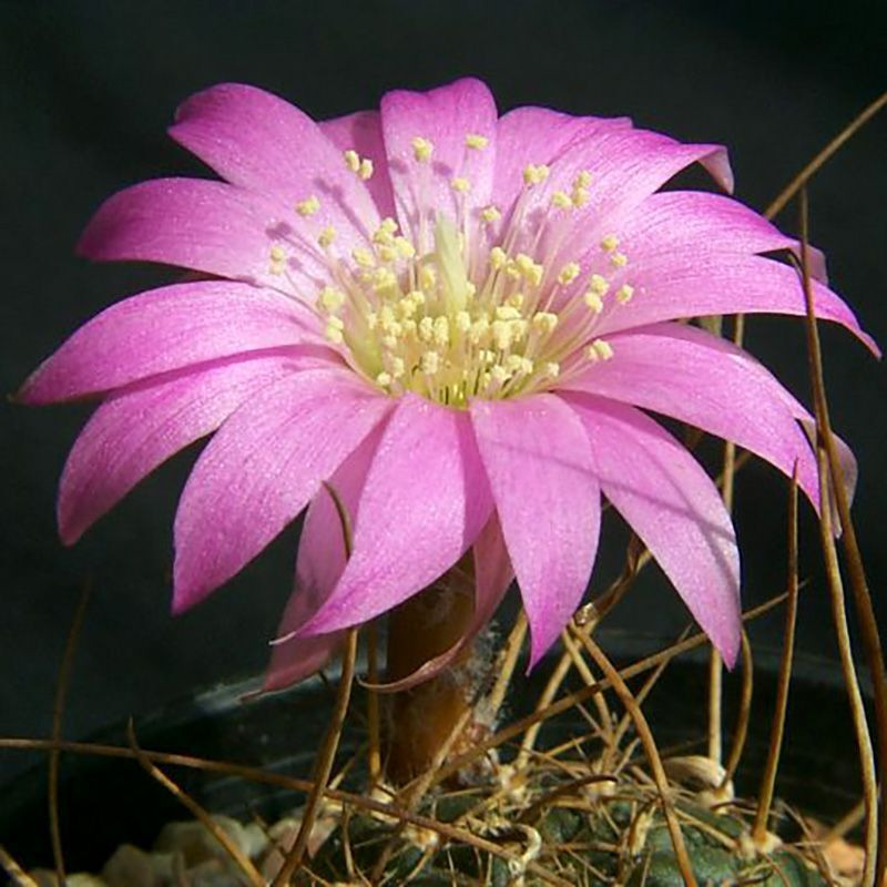 Cactus Echinopsis Mix seeds - 10
