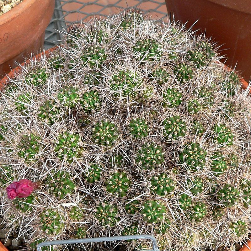 Cactus Echinopsis Mix seeds - 10