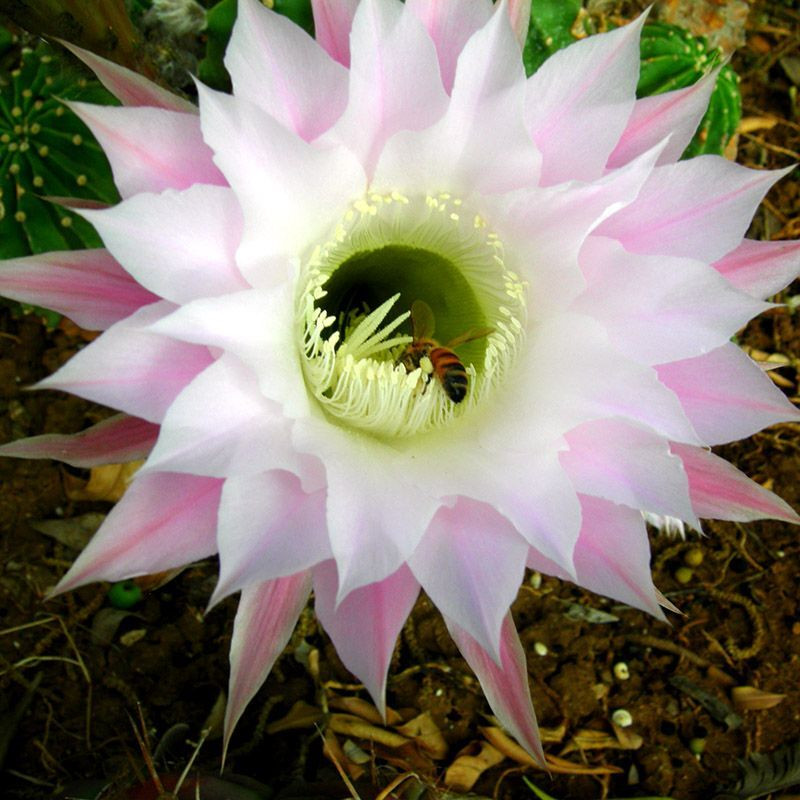 Cactus Echinopsis Mix seeds - 10