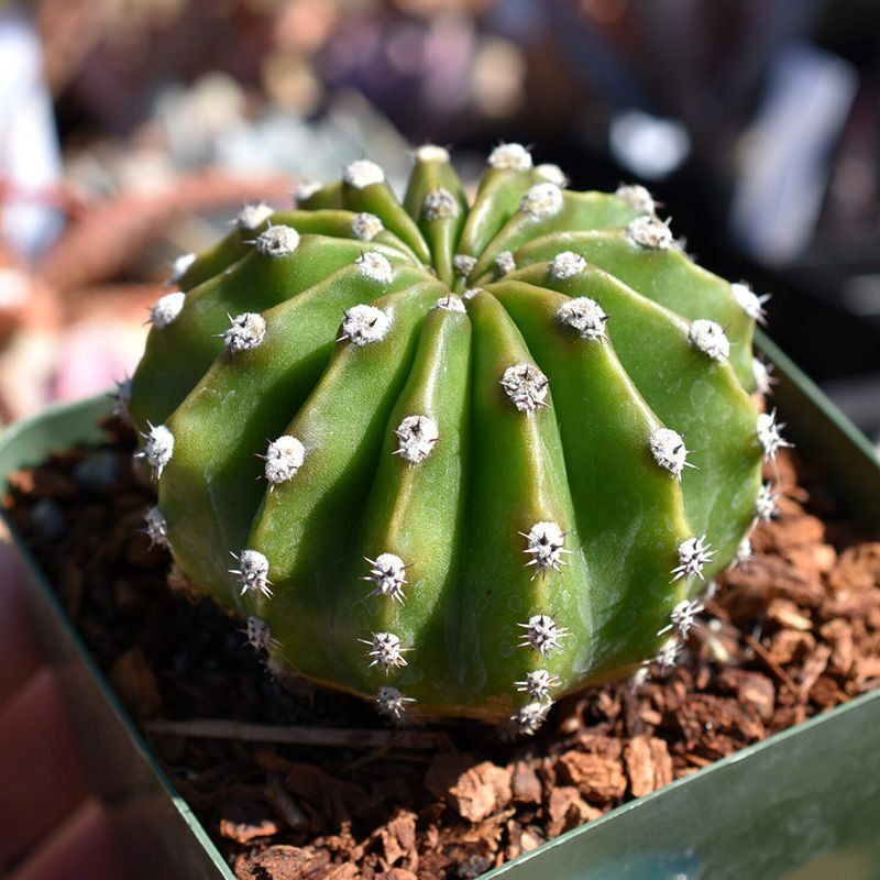 Cactus Echinopsis Mix seeds - 10