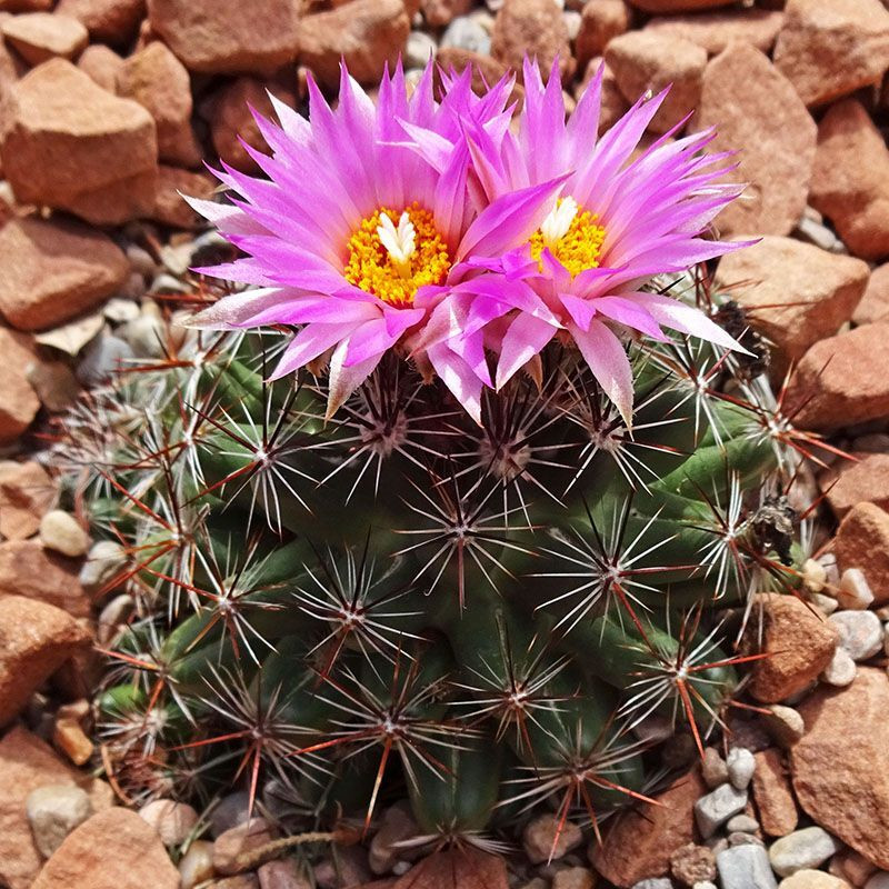 Cactus Escobaria Mix seeds - 10