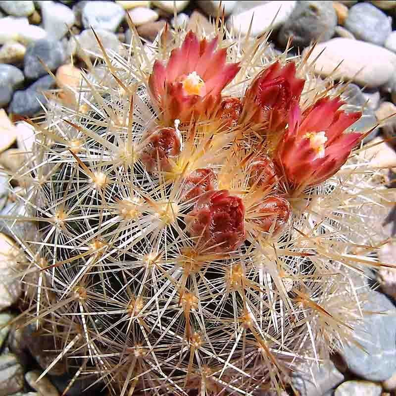 Cactus Escobaria Mix seeds - 10