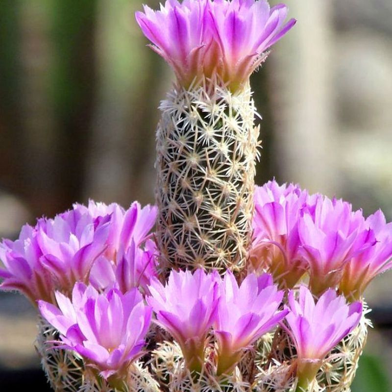 Cactus Escobaria Mix seeds - 10