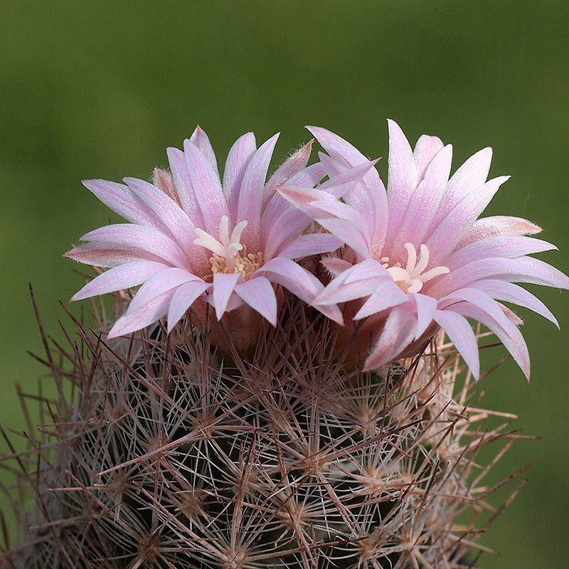 Cactus Escobaria Mix seeds - 10
