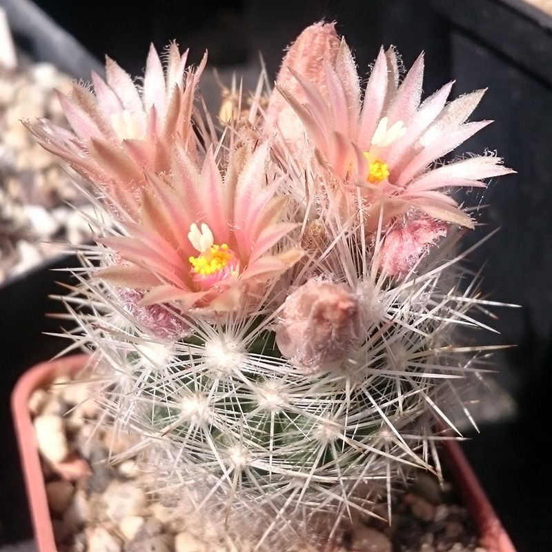 Cactus Escobaria Mix seeds - 10