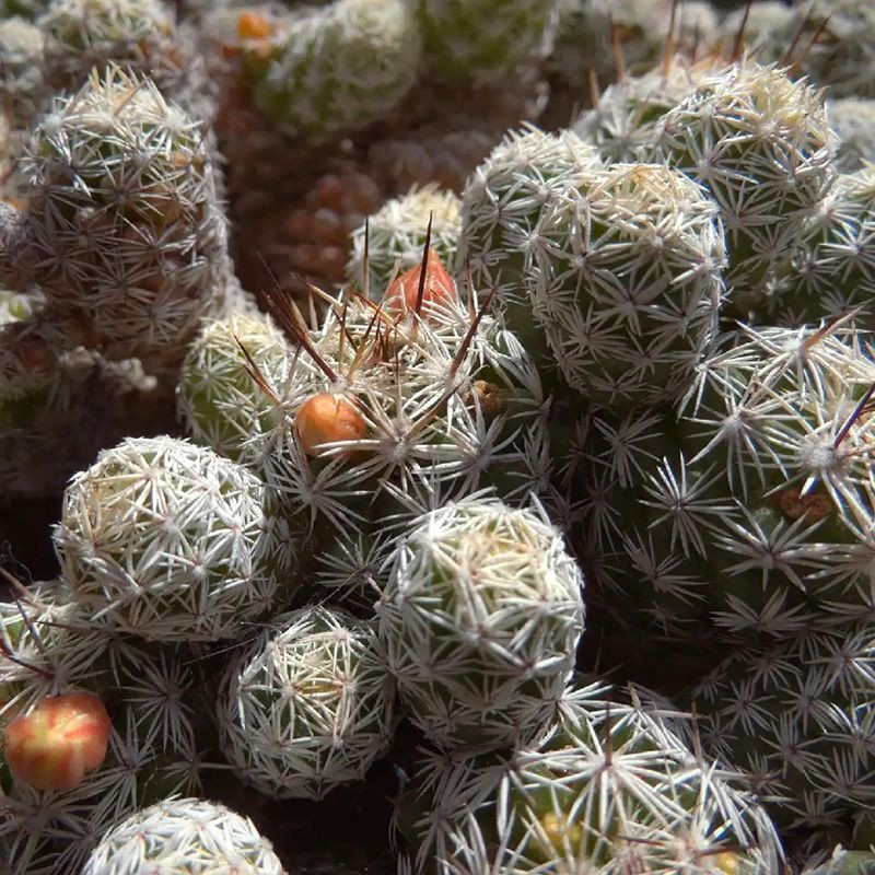 Cactus Escobaria Mix seeds - 10