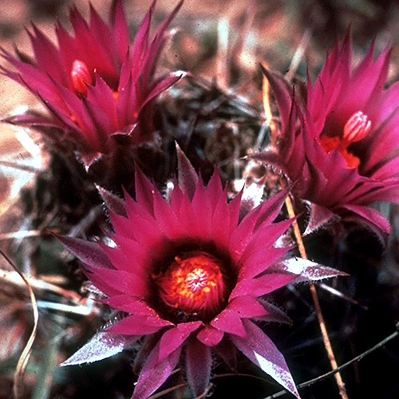 Cactus Escobaria Mix seeds - 10