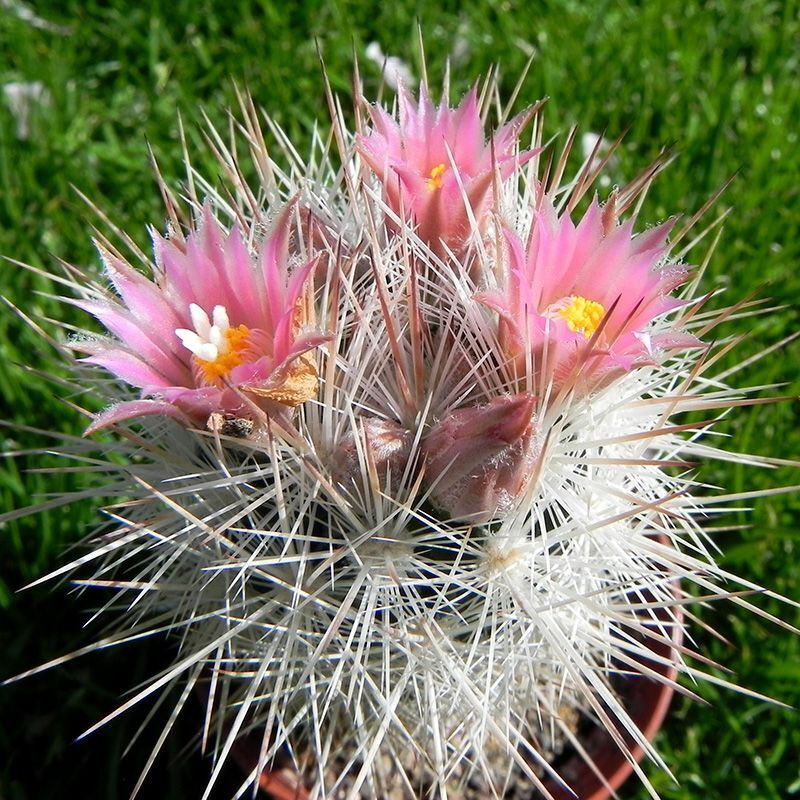Cactus Escobaria Mix seeds - 10