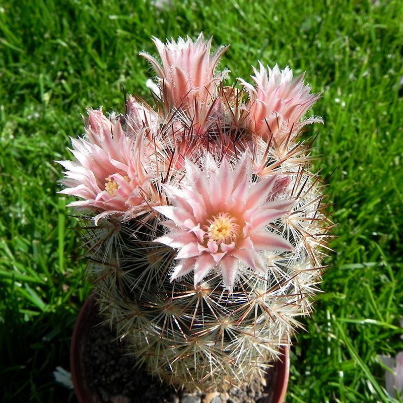 Cactus Escobaria Mix seeds - 10